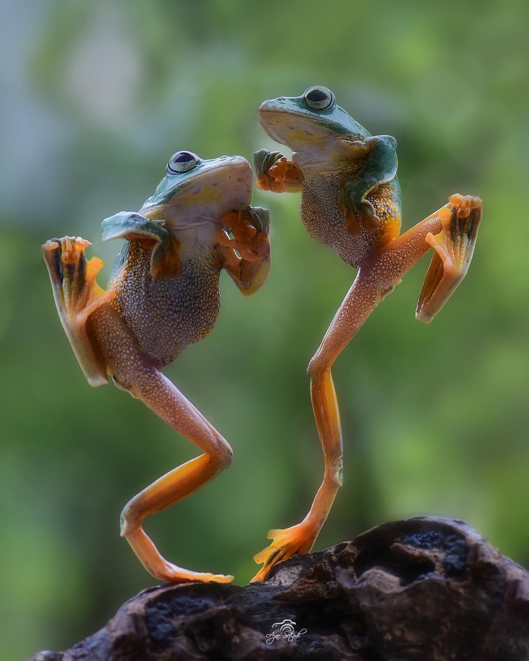 танец лягушек