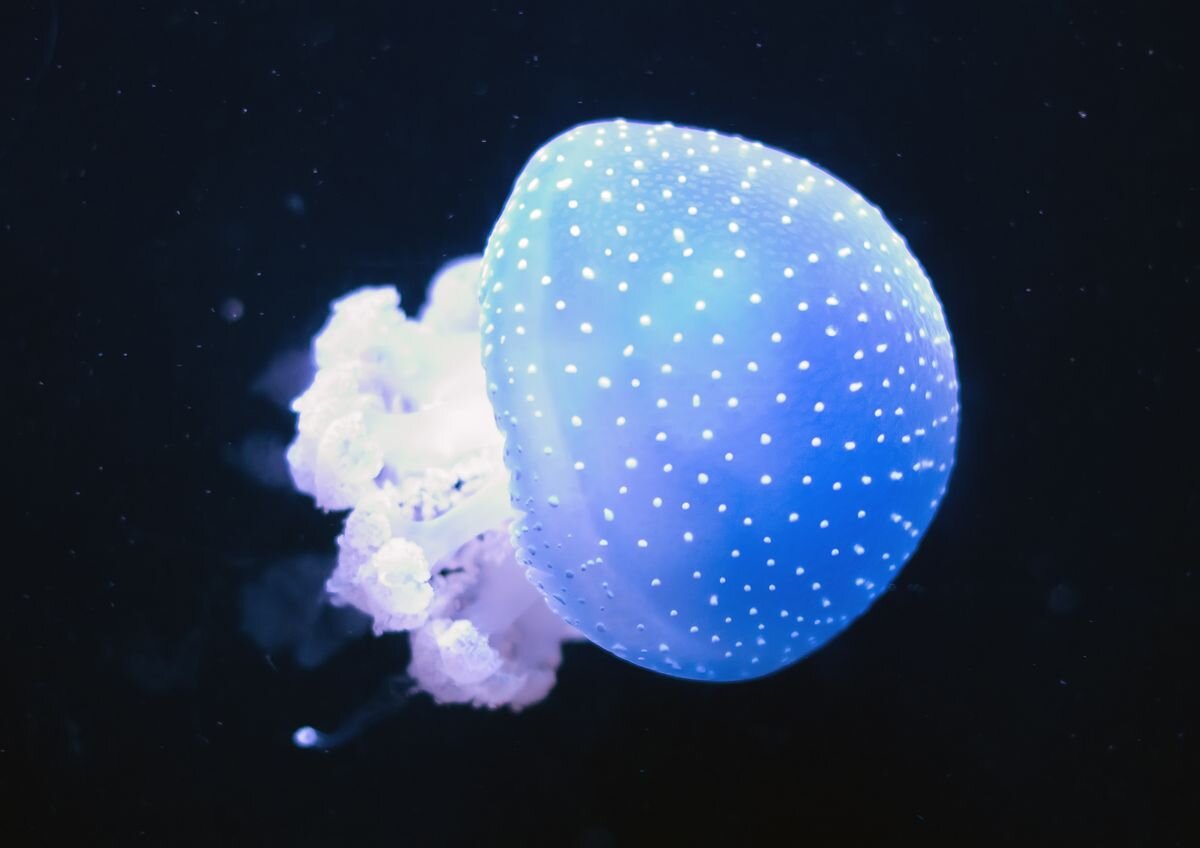 пятнистая медуза