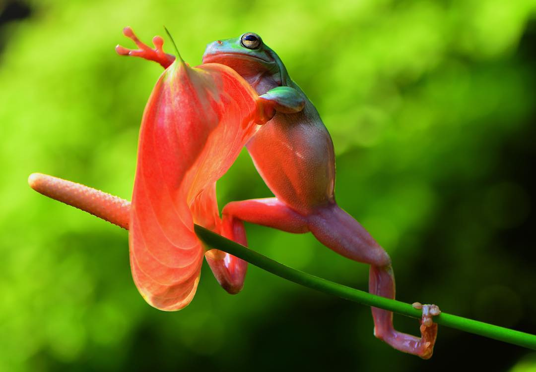 лягушка на красном цветке