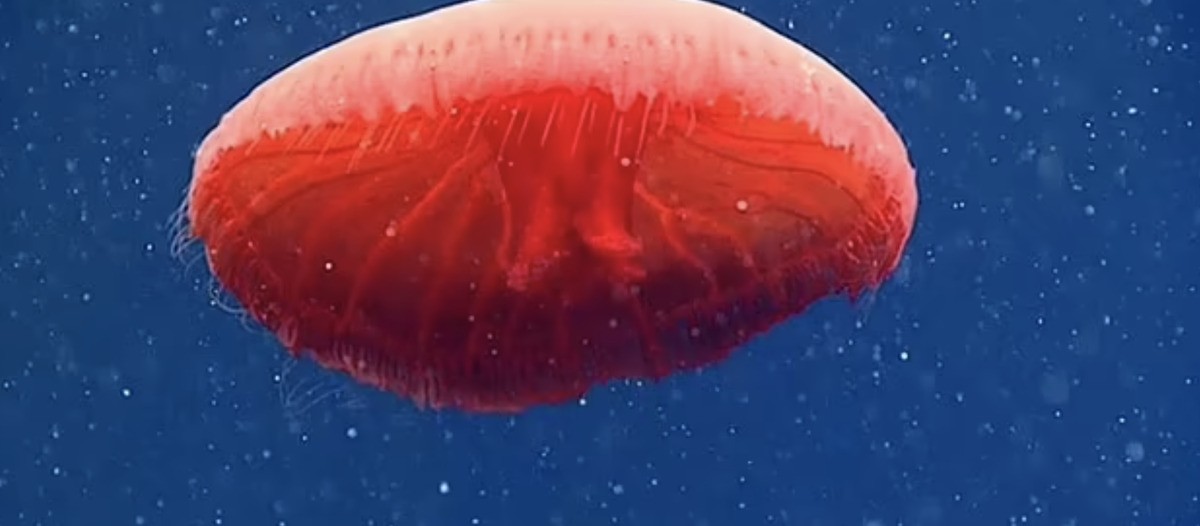 красная медуза 