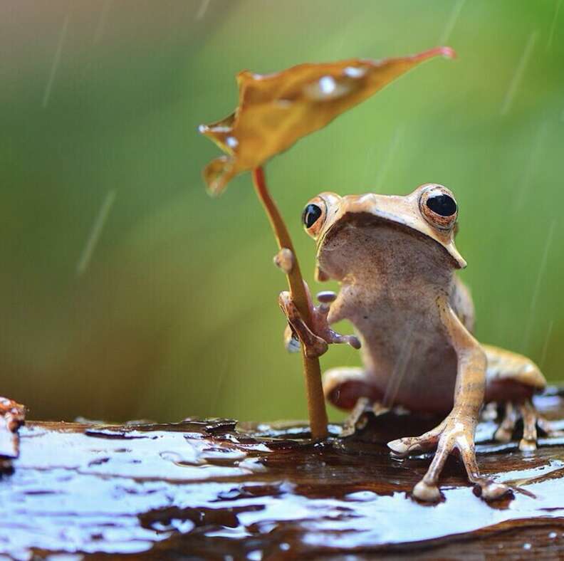 лягушка и дождь