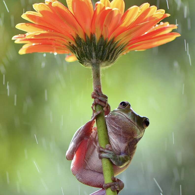 лягушка под цветком
