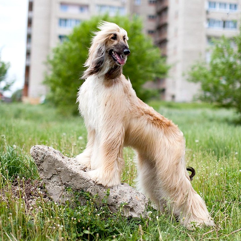 Рассмотрите фотографии собаки породы афганская борзая