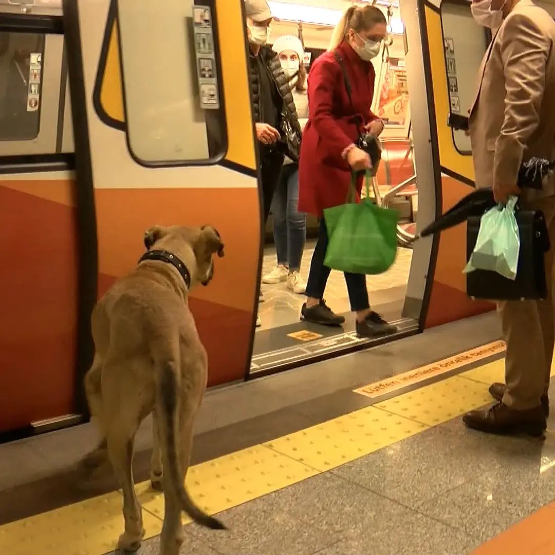 Собака в метро