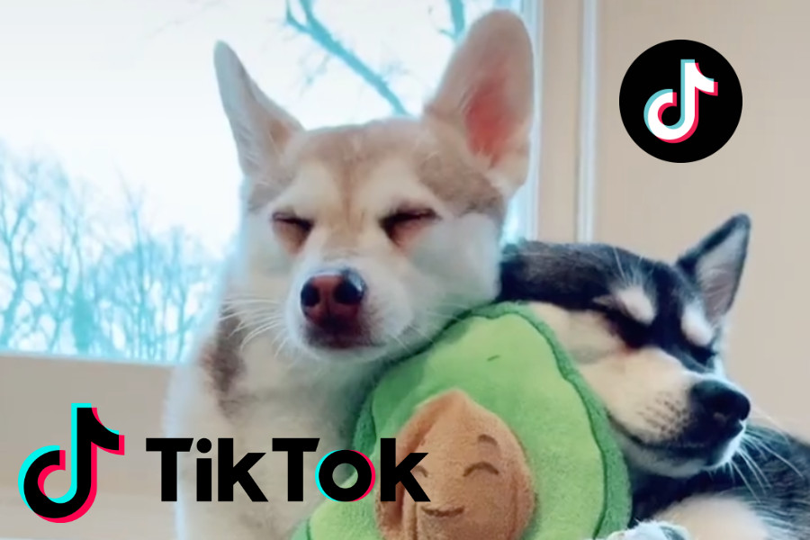 можно ли кошкам хлорофитум цветок есть