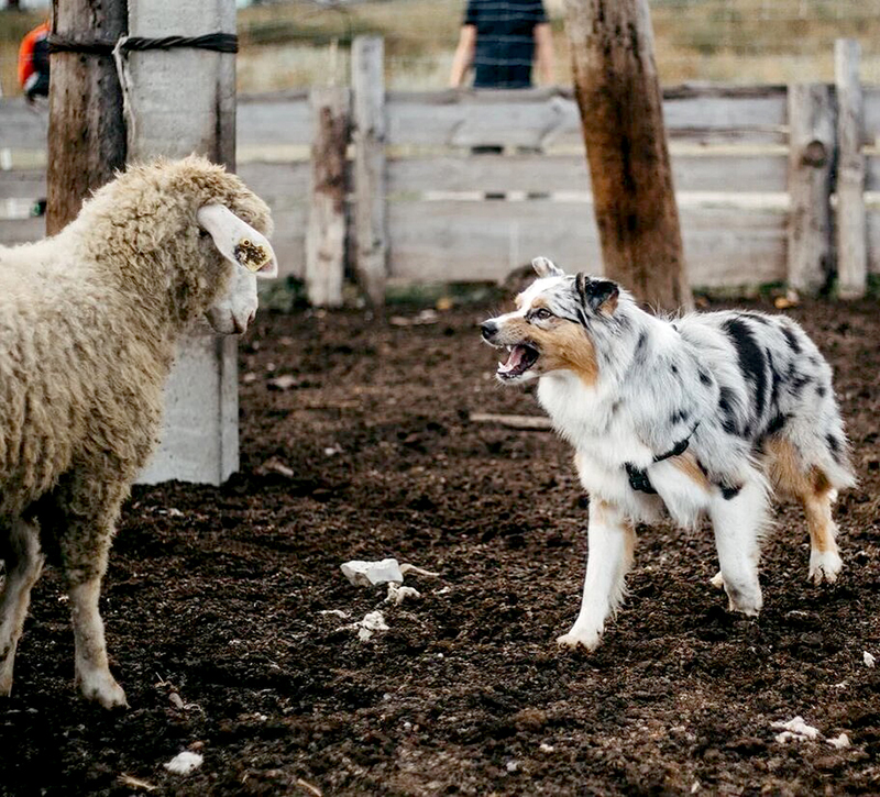 Австралийская овчарка выполняет работу