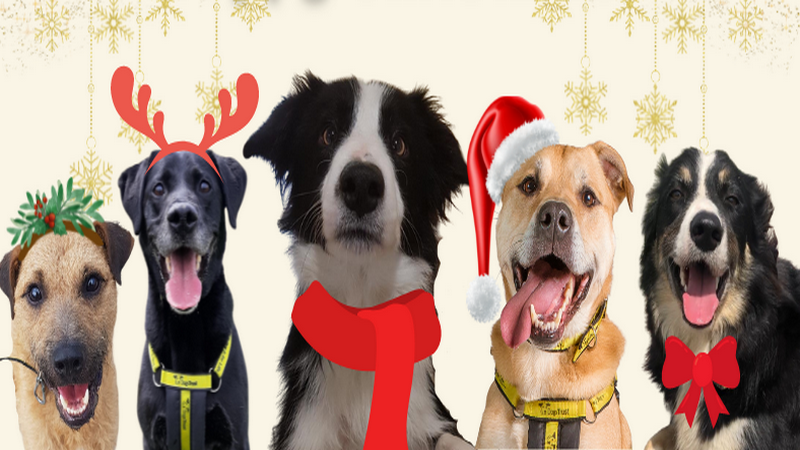 «Чистая радость»: собаки из приюта выбирают себе рождественские подарки-игрушки
