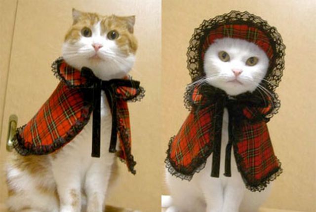 новогодний костюм для кошки