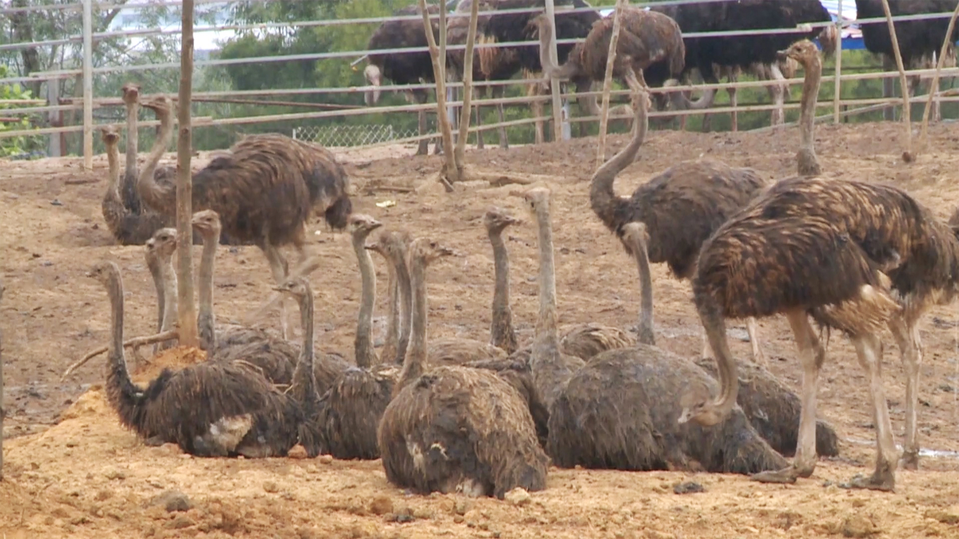 страусы на ферме