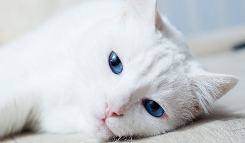 белая кошка