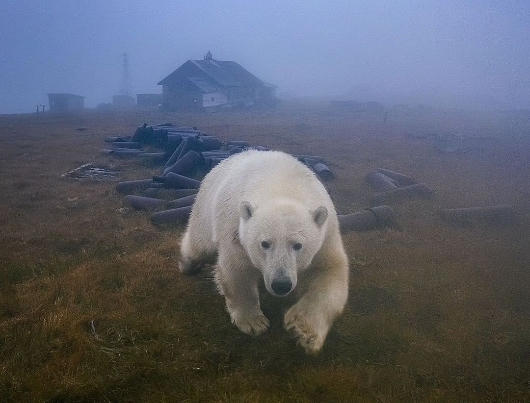 белый медведь в москве