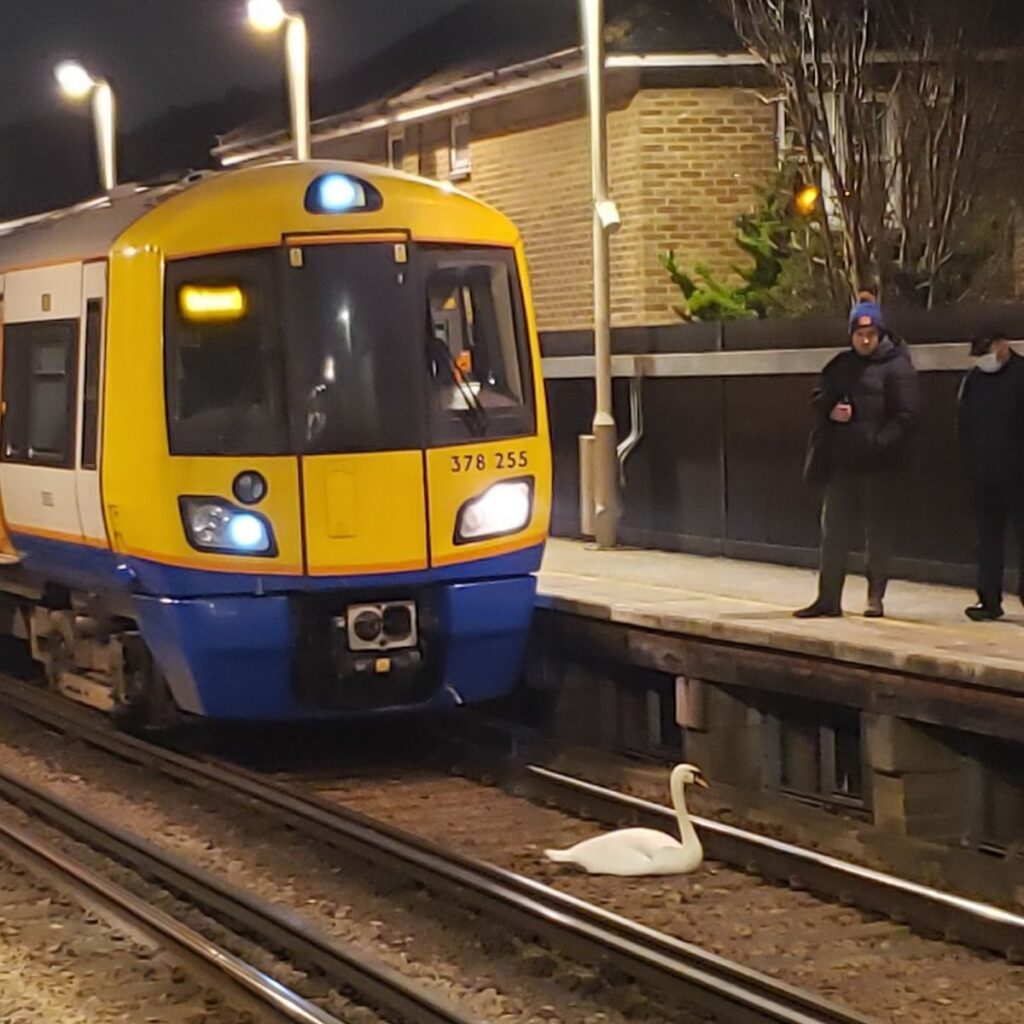 лебедь в лондонском метро