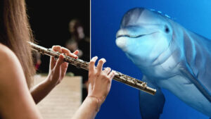 дельфины и музыка